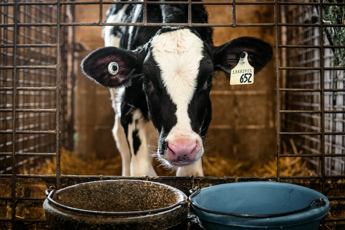 9903.03.13 Explained: Canada Dairy Tariff, 50% Rate, and Scope