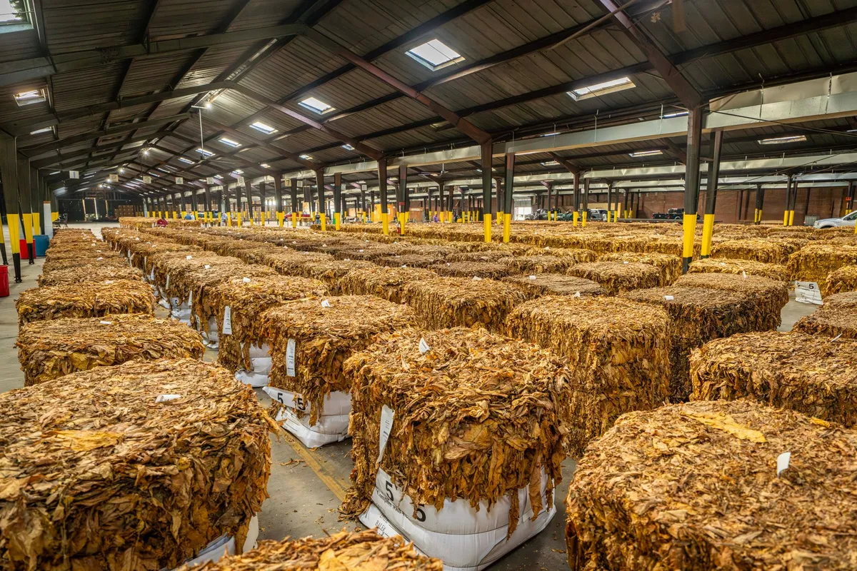 CBP 2027 Tobacco Quota Opens Sept 14 and ACE Maintenance Aug 15