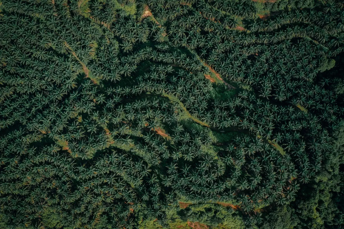 CBP Issues Two Palm Oil WROs on Indonesian Plantations